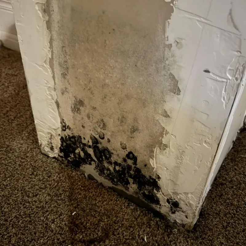 Professional Mold Removal in Lamar, MO